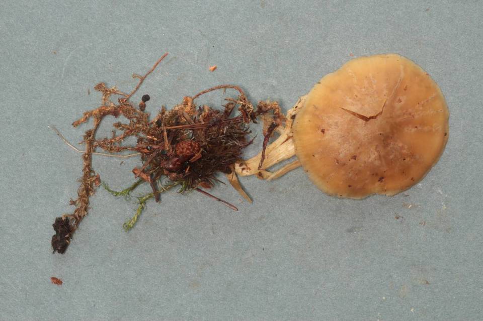 Tephrocybe platypus image