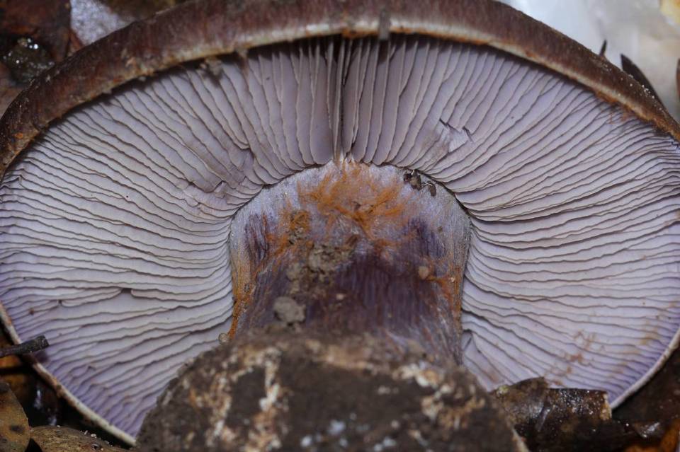 Cortinarius magicus image