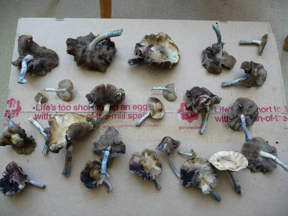 Psilocybe subaeruginascens image