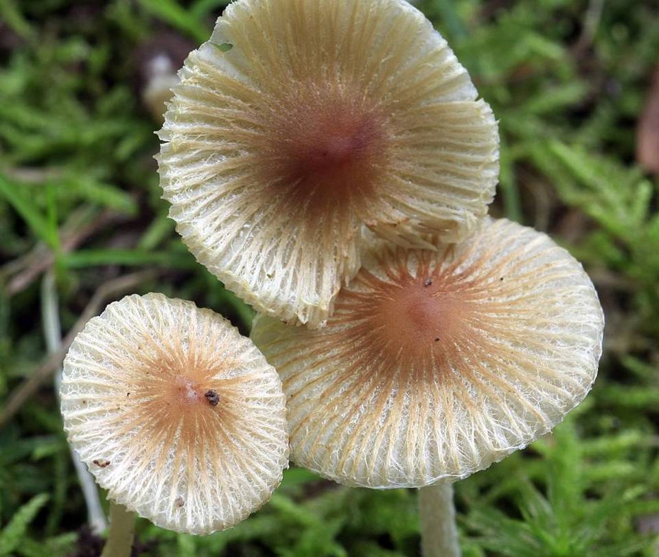 Pseudosperma friabile image