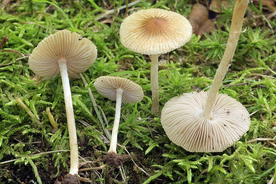 Pseudosperma friabile image