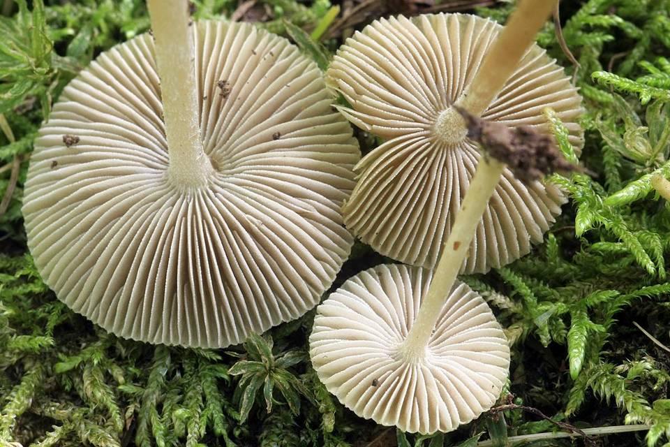 Pseudosperma friabile image