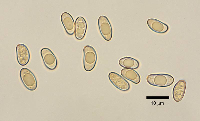 Pseudosperma friabile image