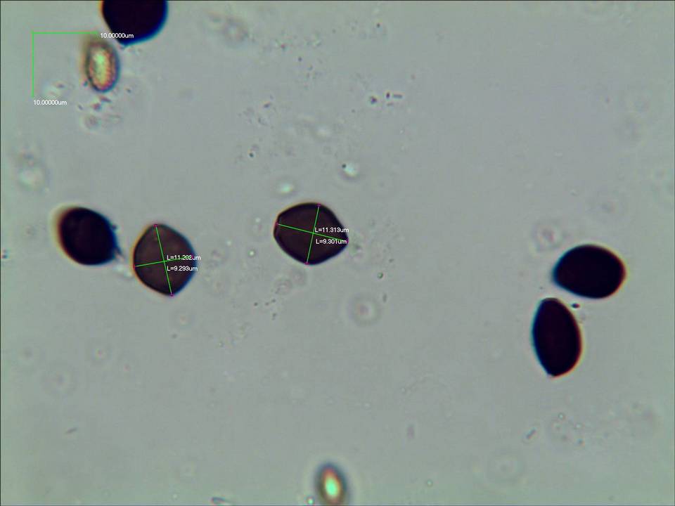 Panaeolus cambodginiensis image