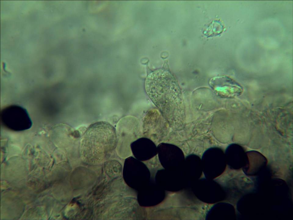 Panaeolus cambodginiensis image