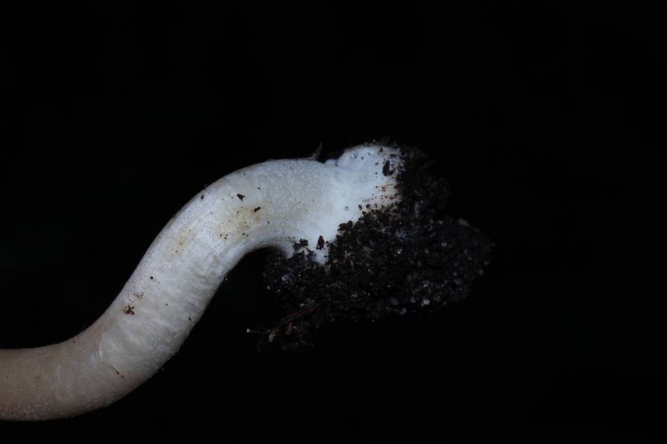 Inocybe grammata image