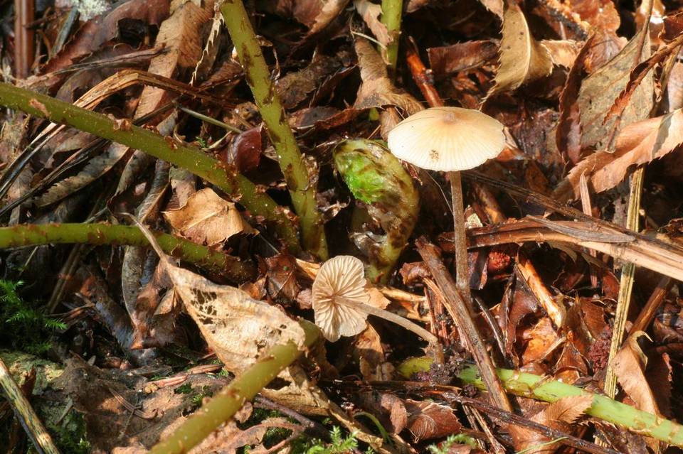 Entoloma subcapitatum image