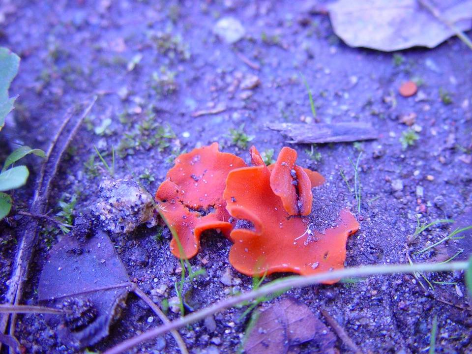 Melastiza cornubiensis image