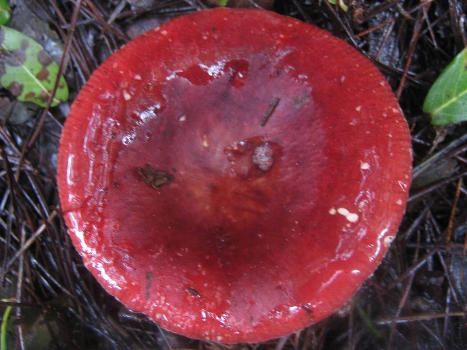 Russula persicina image