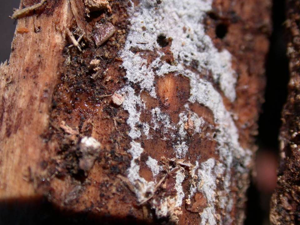Amphinema diadema image