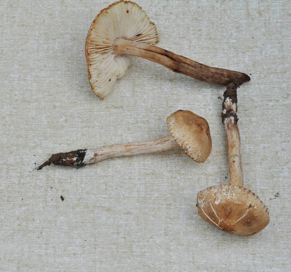Tricholoma aurantio-olivaceum image