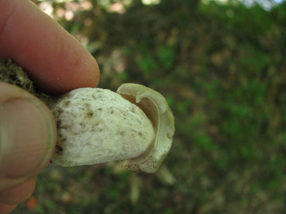 Austroboletus subflavidus image