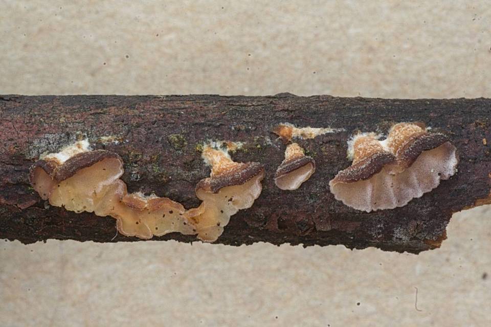 Cytidia stereoides image