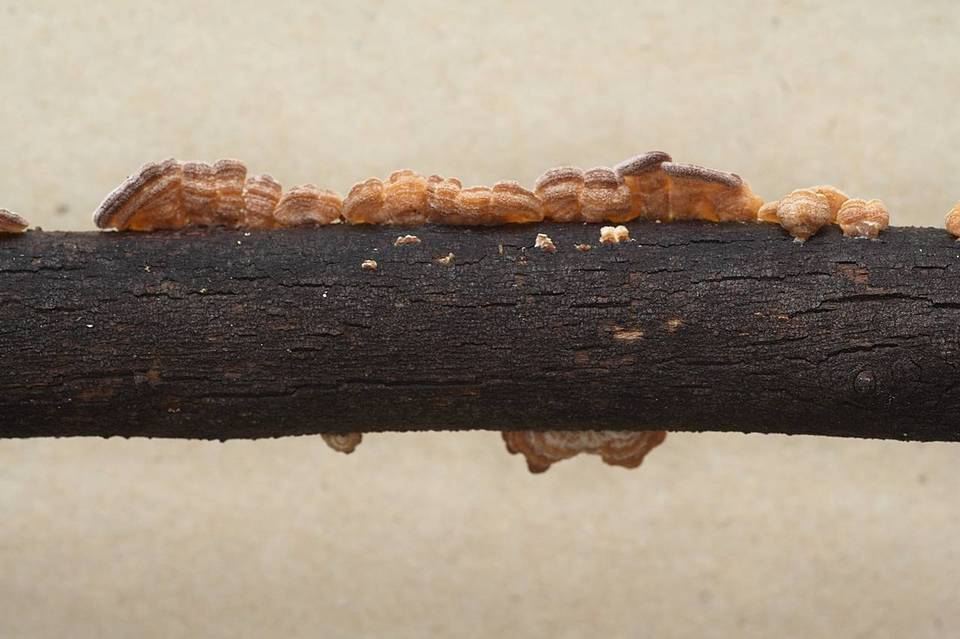 Cytidia stereoides image