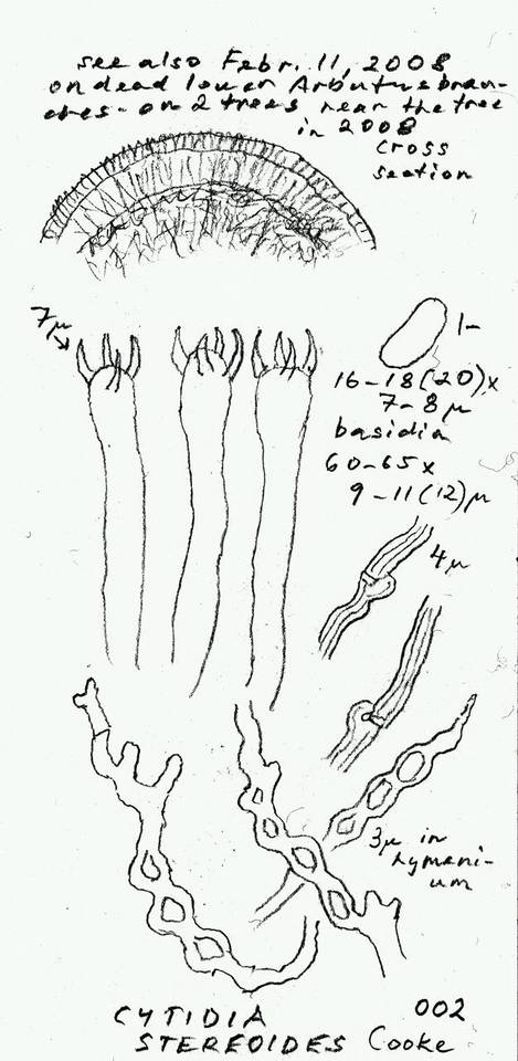 Cytidia stereoides image