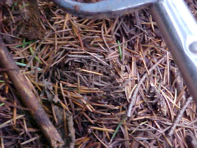 Tuber oregonense image