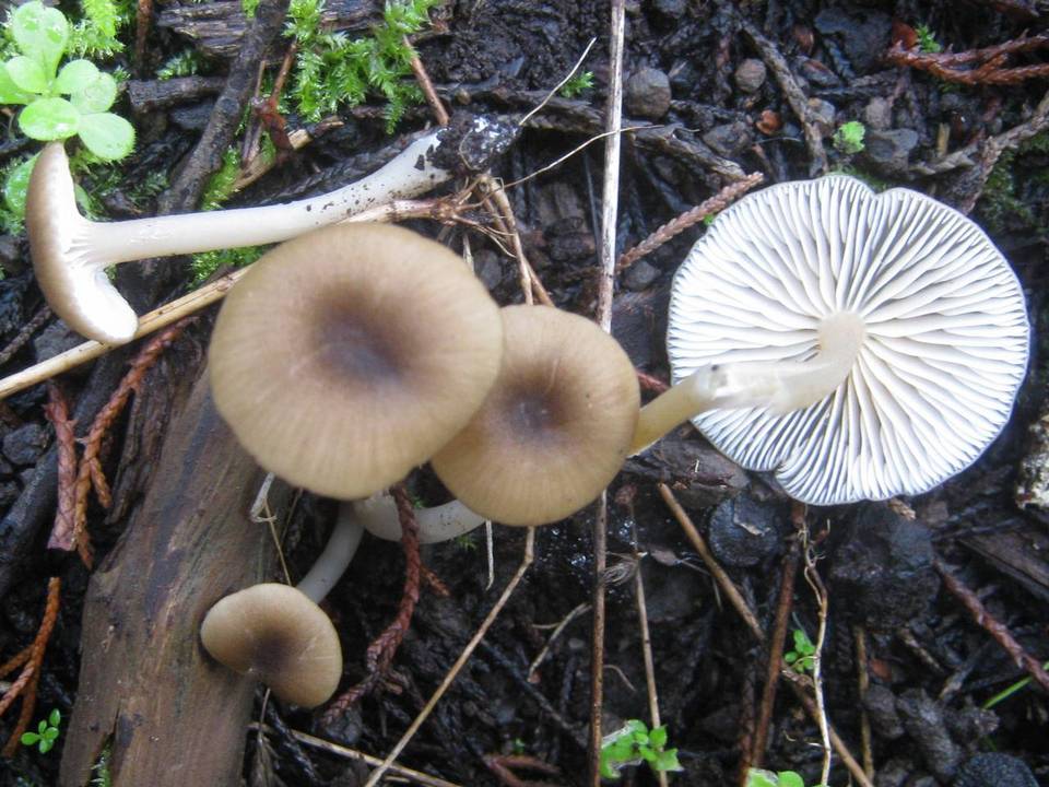 Entoloma chlorospilum image