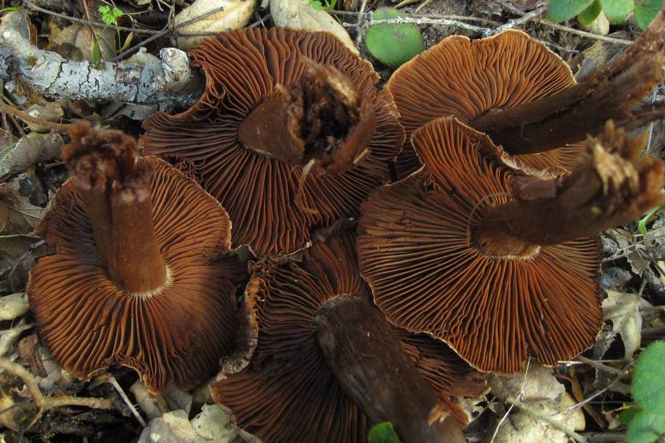 Cortinarius regalis image