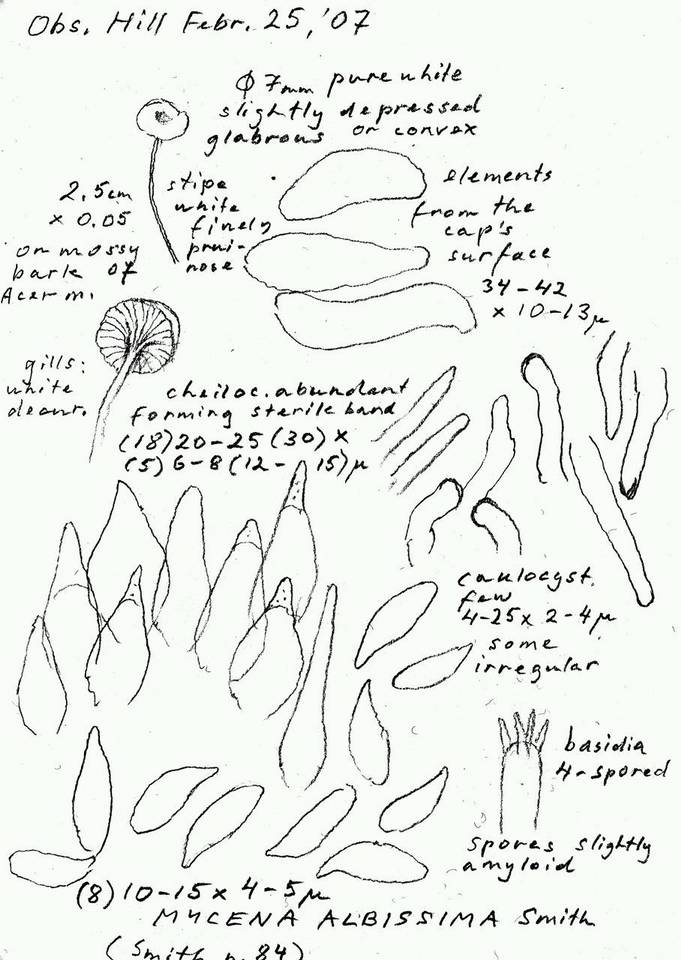 Mycena albissima image