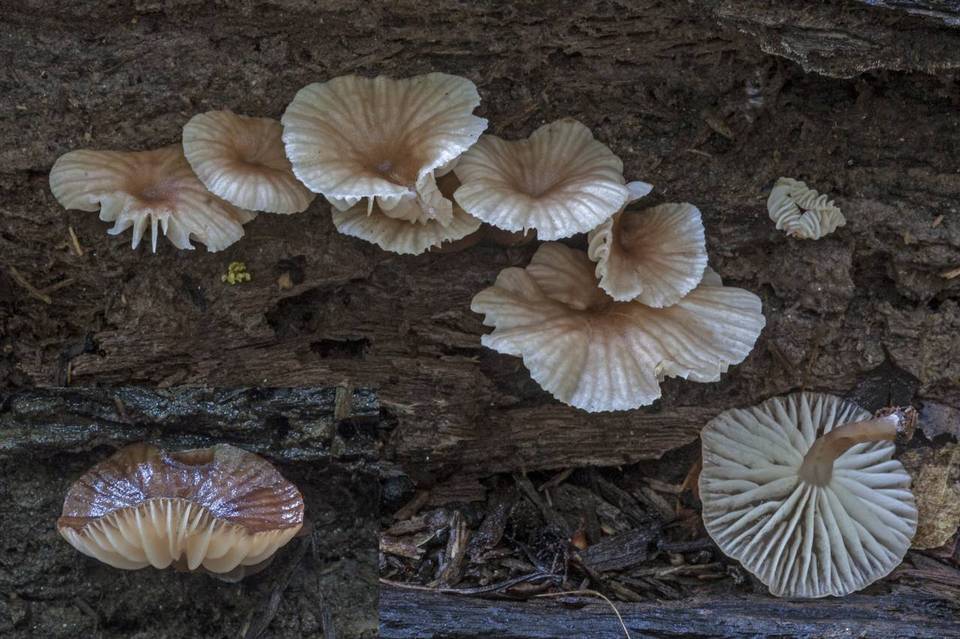 Trogia marasmioides image