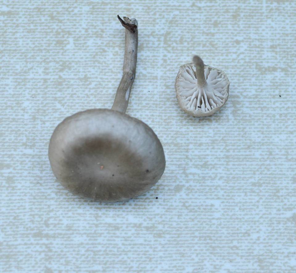 Gamundia striatula image