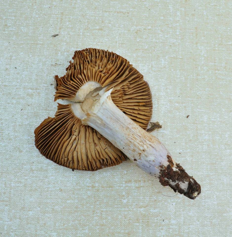 Cortinarius cylindripes image