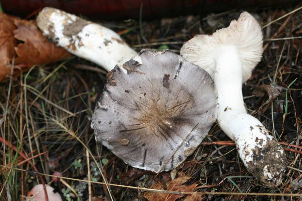 Tricholoma mutabile image