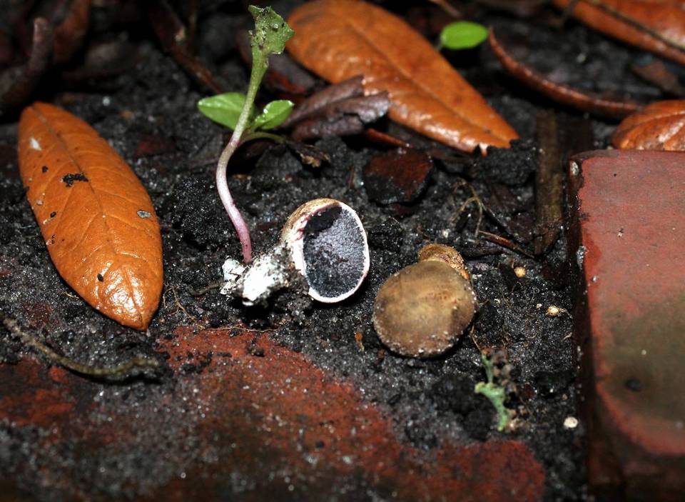 Scleroderma floridanum image