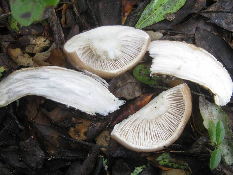Hygrophorus latitabundus image