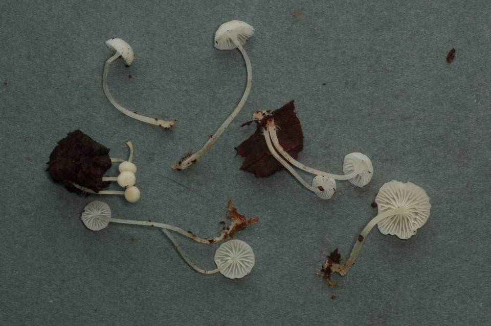 Mycena albissima image