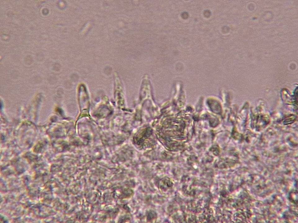 Mycena albissima image