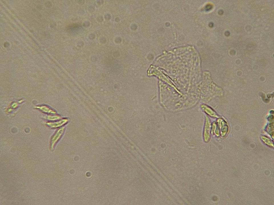 Mycena albissima image