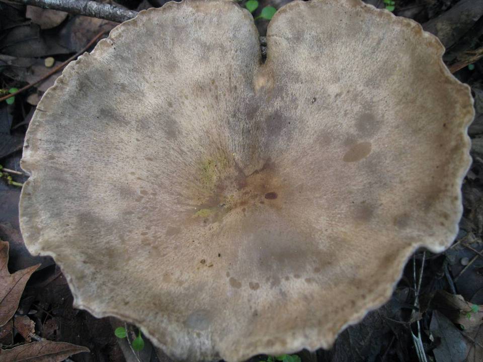 Harmajaea harperi image