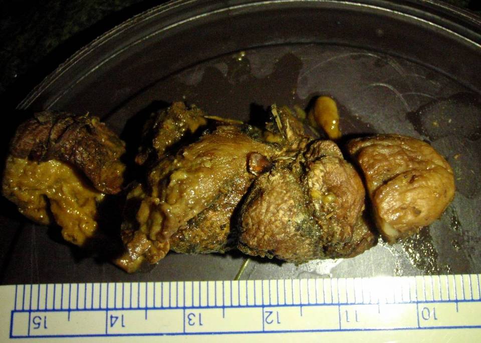 Rhizopogon colossus image
