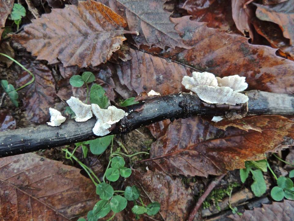 Postia stiptica image