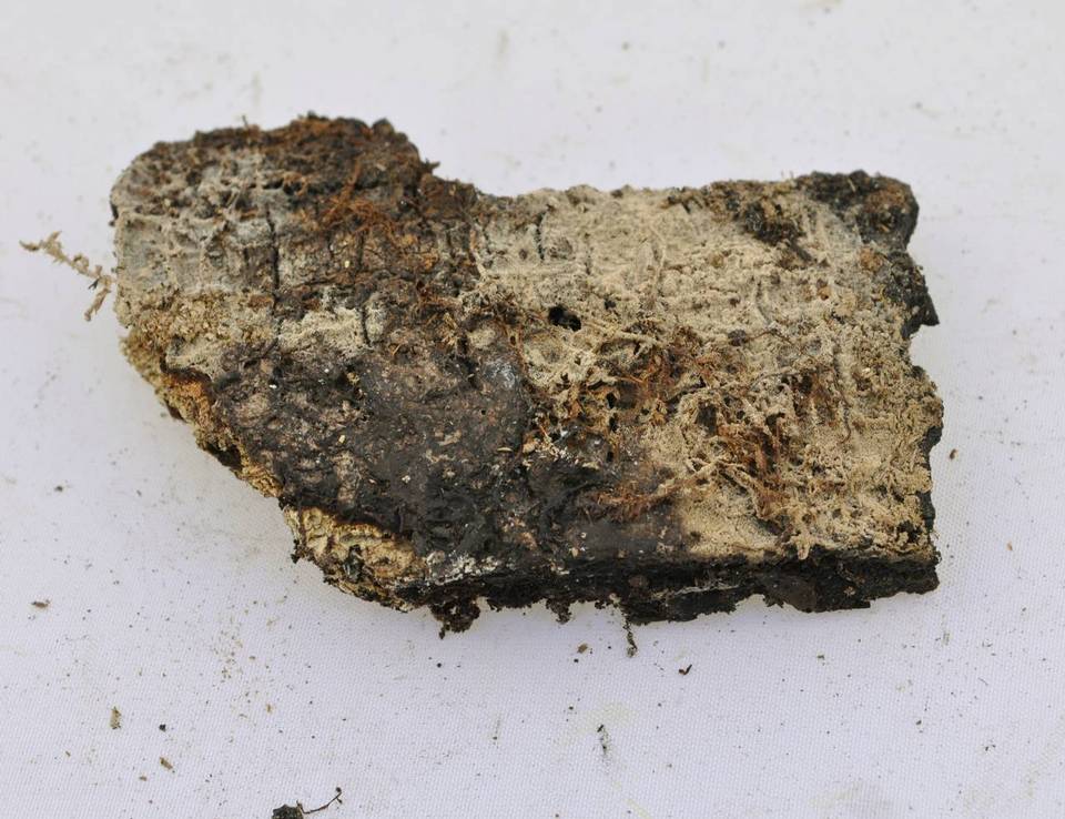 Botryohypochnus isabellinus image