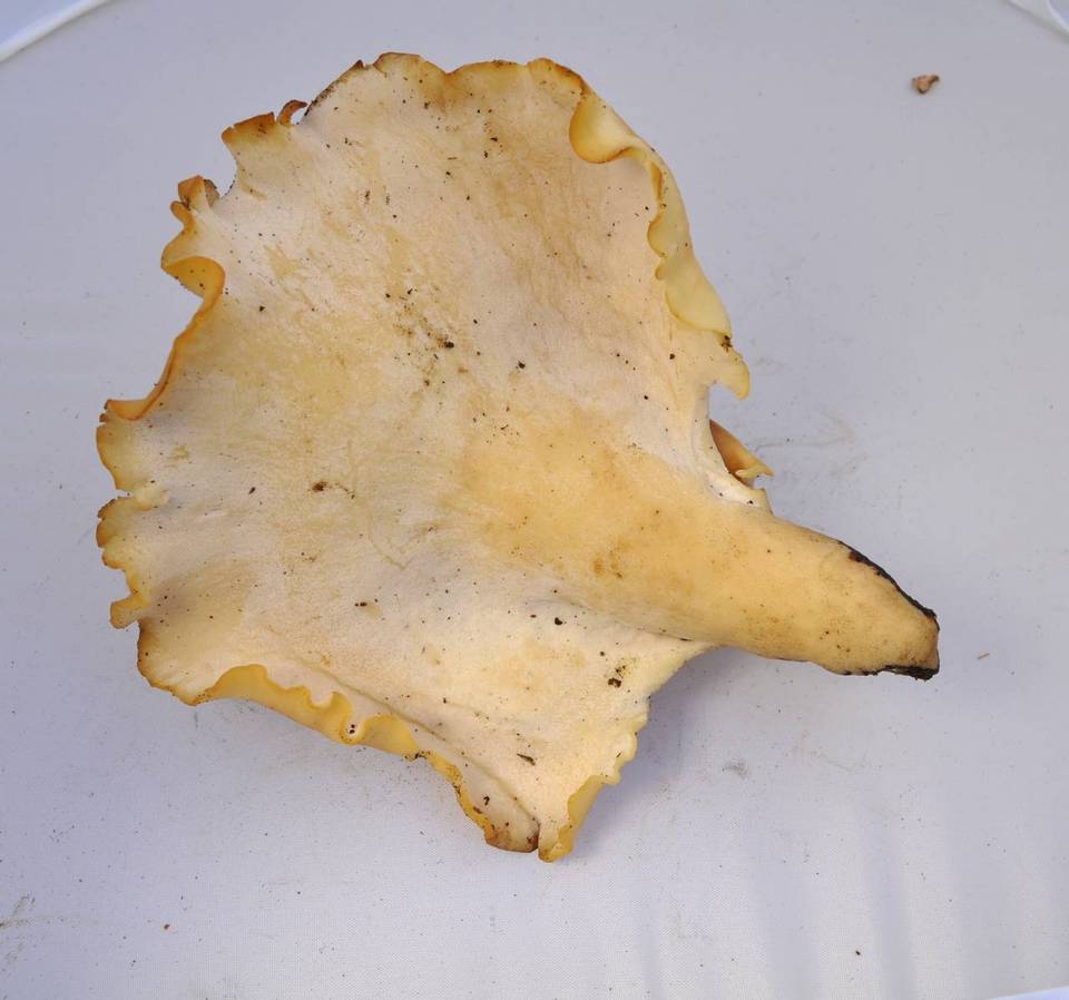 Royoporus badius image