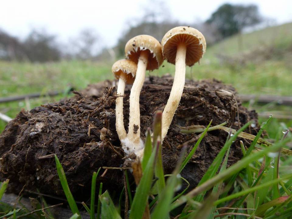 Agrocybe platysperma image