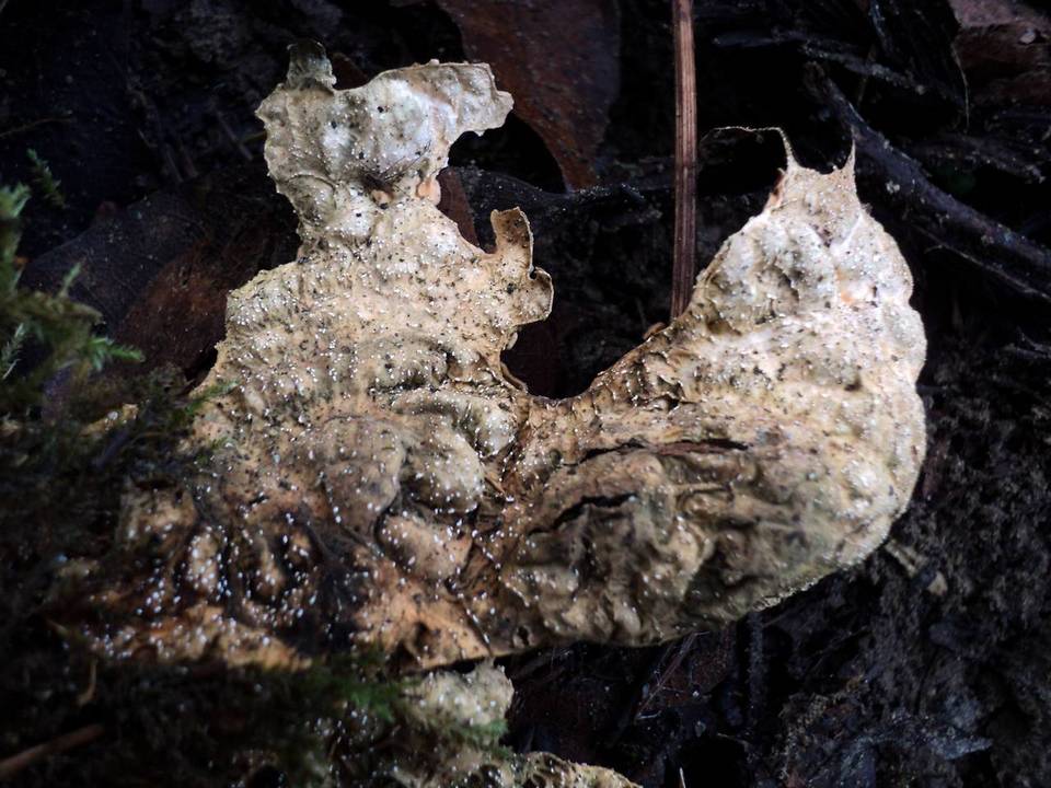 Pseudocyphellaria anthraspis image