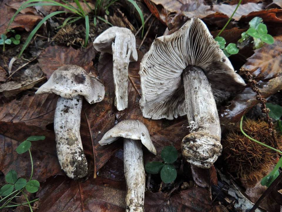 Tricholoma bresadolae image