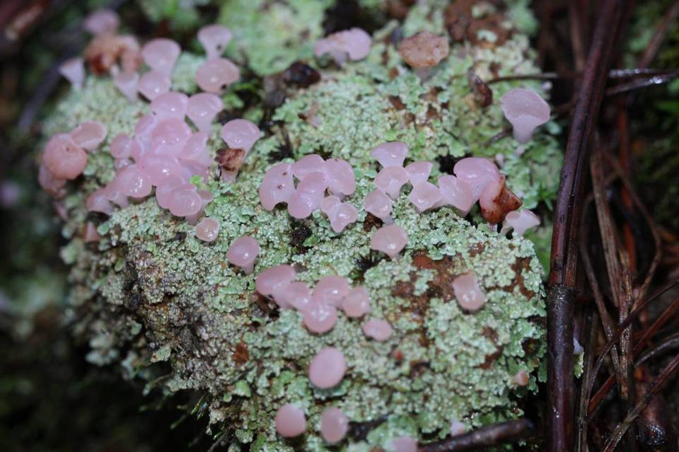 Phyllobaeis erythrella image