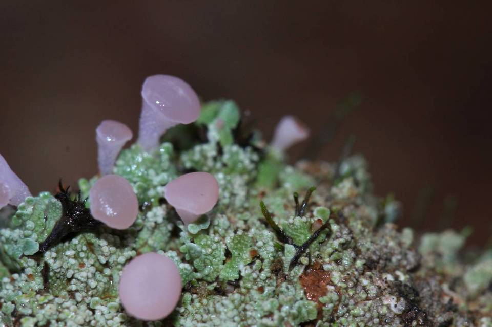 Phyllobaeis erythrella image