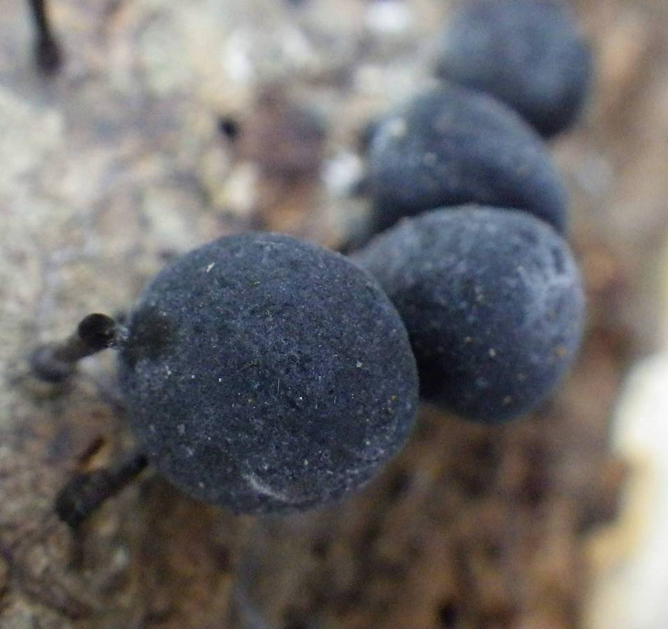 Leprieuria bacillum image