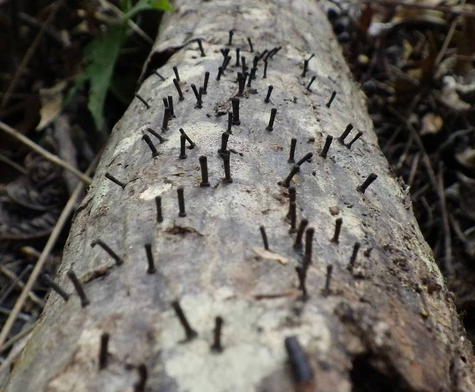 Leprieuria bacillum image
