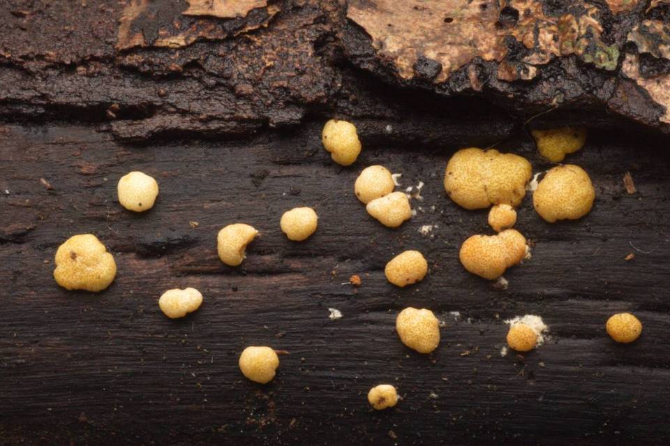Hypocrea moravica image