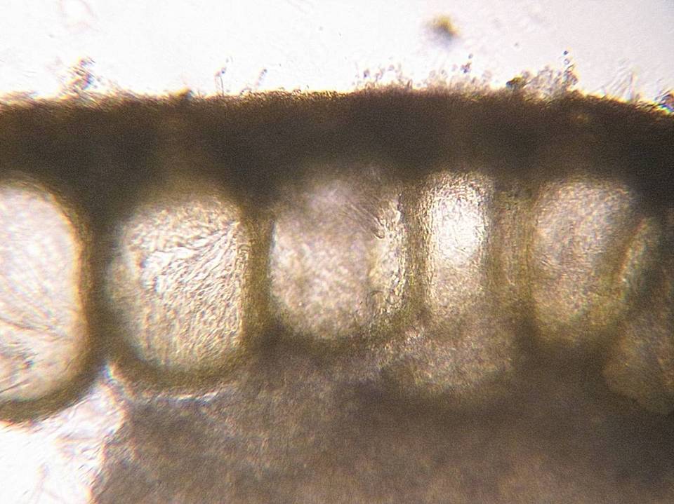 Hypocrea moravica image