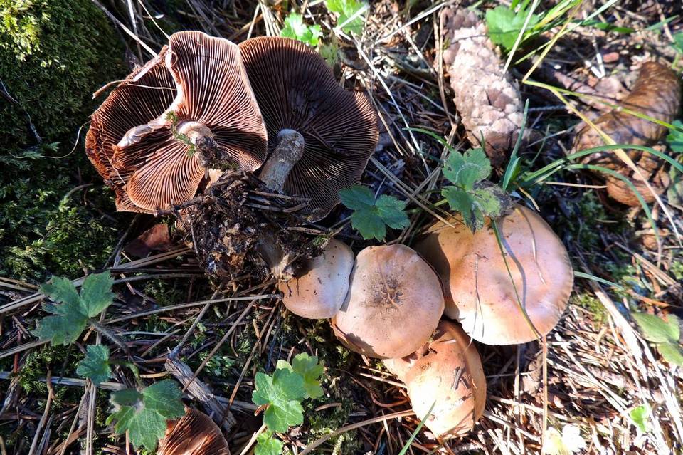 Hebeloma porphyrosporum image
