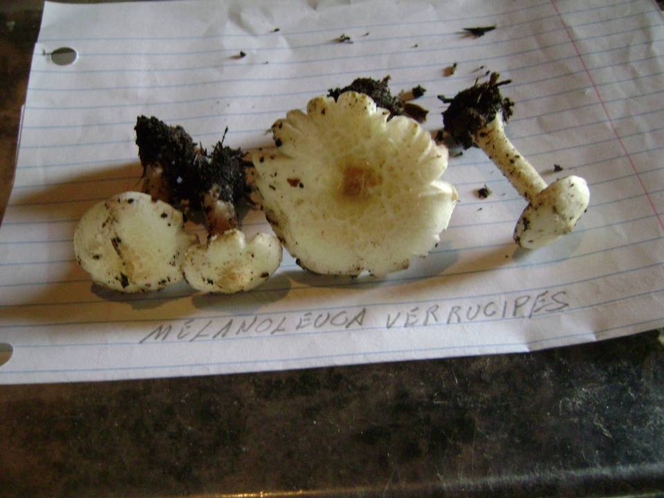 Melanoleuca verrucipes image