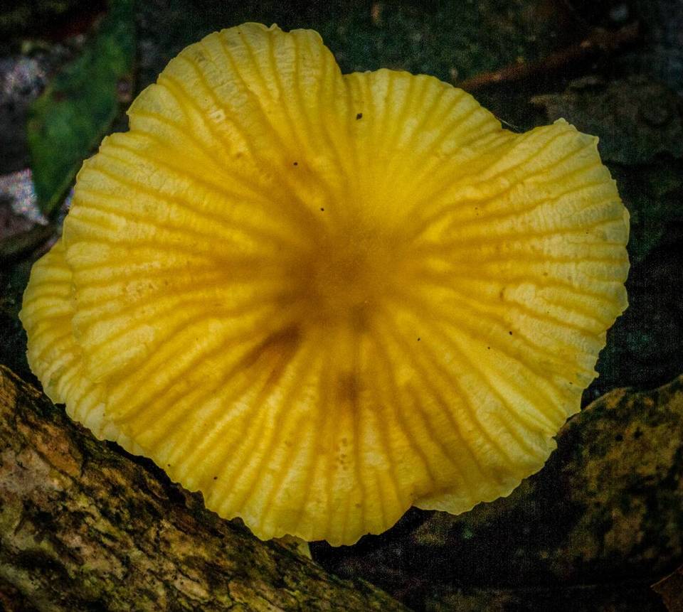 Marasmius armeniacus image