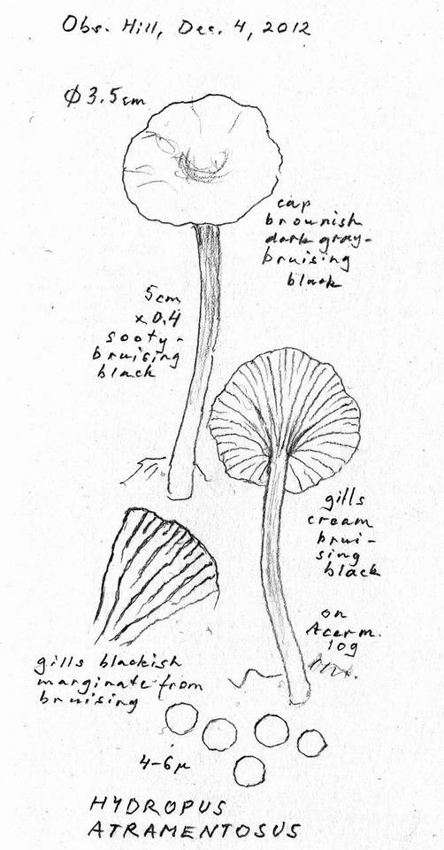Hydropus atramentosus image